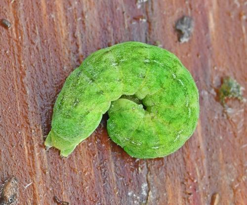 Réf. 334 517 : Phlogophora meticulosa